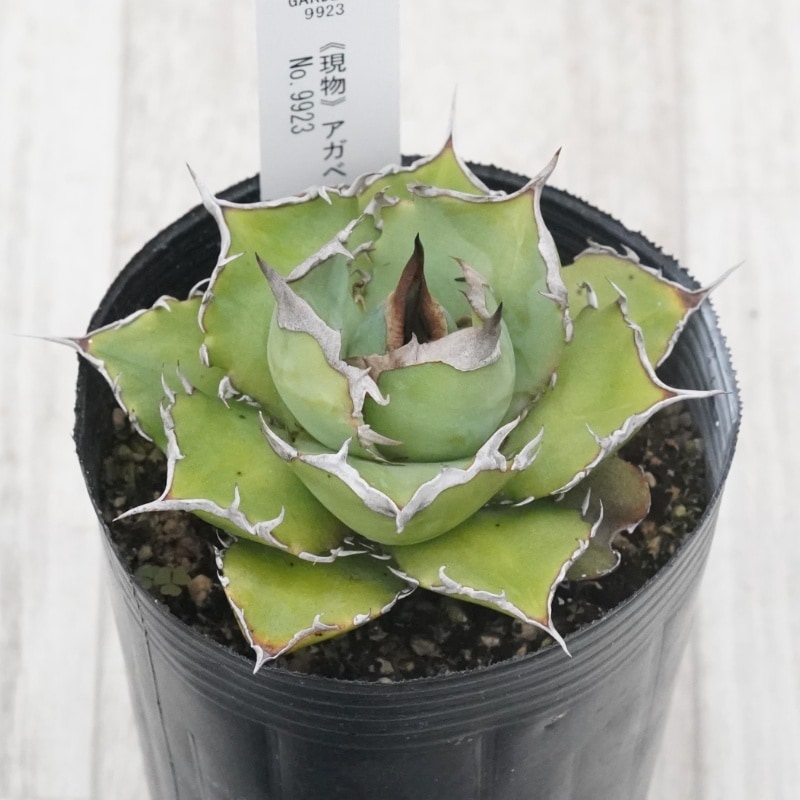 Ըʪե ΥNo.99233