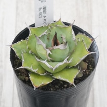 現物》アガベ チタノタ 白鯨 No.9933 3号 | | 現物販売（コレクション