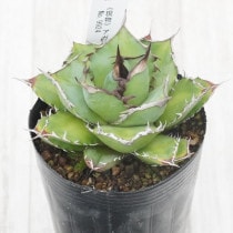 現物》アガベ パリー トランカータ 特選株 No.9576 3号 | | 現物販売