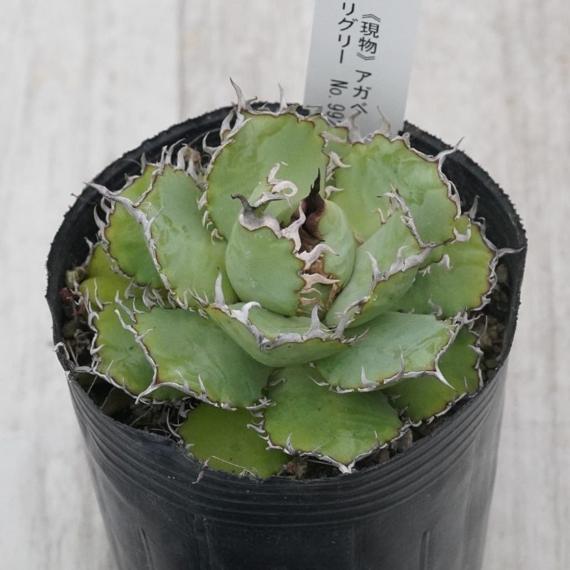 Ըʪե Υեꥰ꡼No.99253