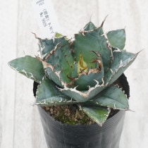 現物》アガベ チタノタ 白鯨 No.9933 3号 | | 現物販売（コレクション