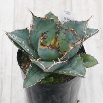 写真現物・子株付】アガベ チタノタ シーザー 写真現物・子株付