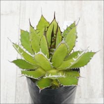 Ըʪե ۥ֥饦ۥ磻ȥѥNo.99493