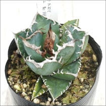 Ըʪե ΥեꥫɡSADˡNo.99643