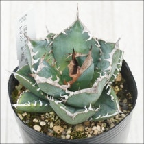 Ըʪե ΥեꥫɡSADˡNo.99653