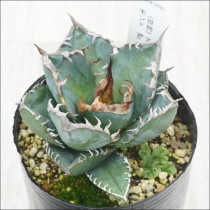 Ըʪե١ΥեꥫɡSADˡNo.99903