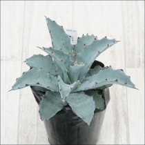 Ըʪե١饢롡No.99944