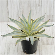 Ըʪե١֥롼ࡼNo.100005