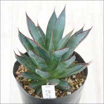 Ըʪե١֥롼No.100114