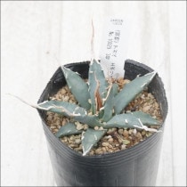 Ըʪե١ܥꥹԥʡ۱ꡡ󥰥ѥNo.100293