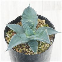 �����١����祤�����������顼���ϥ��֥�åɡ�3����󥰥ݥå�