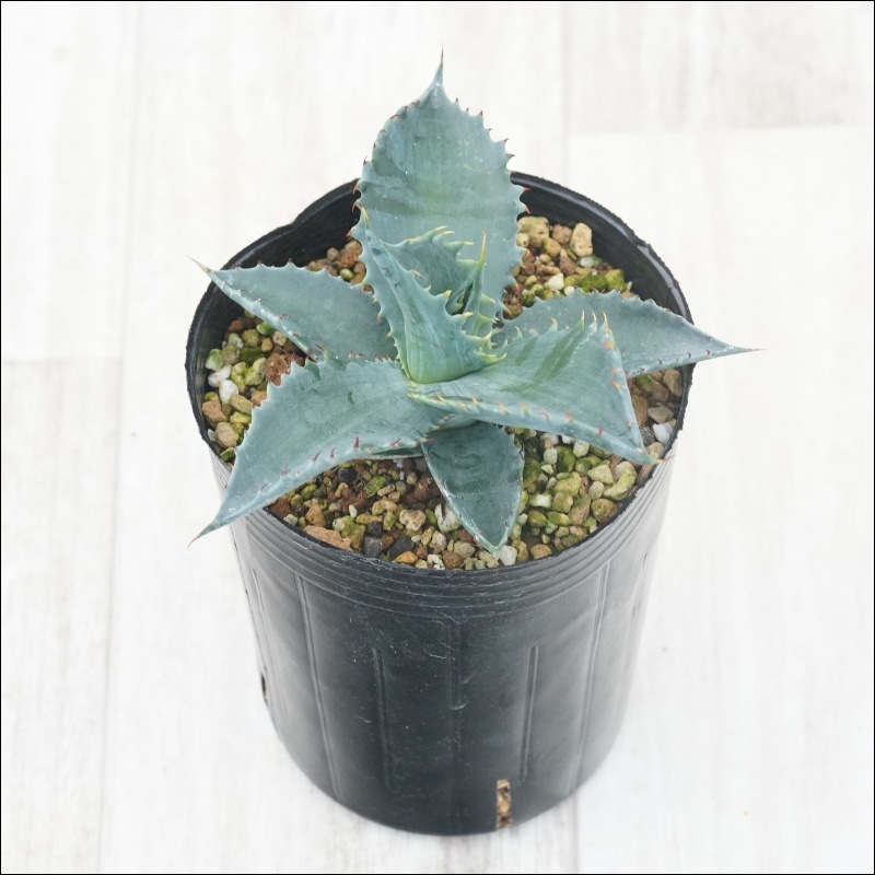 アガベ　シャウパラ　ハイブリッド アガベ チョイス ※コロラータハイブリッド 3号ロングポット | | アガベ