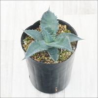 アガベ チョイス ※コロラータハイブリッド 3号ロングポット | | アガベ