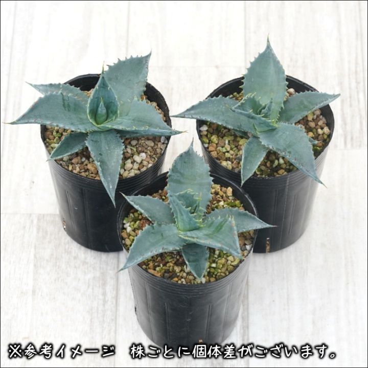 アガベ　ハイブリッド　Ts001GREX レア株 アガベ ハイブリッド Ts001GREX レア株 アガベ ハイブリッド