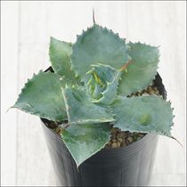 �����١��ݥ��ȥ��֥��ݡ���ס�3����󥰥ݥå�