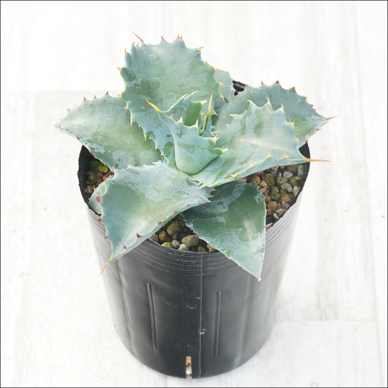 アガベ「インディゴ・フュージョン」※ハイブリッド 3号ロングポット