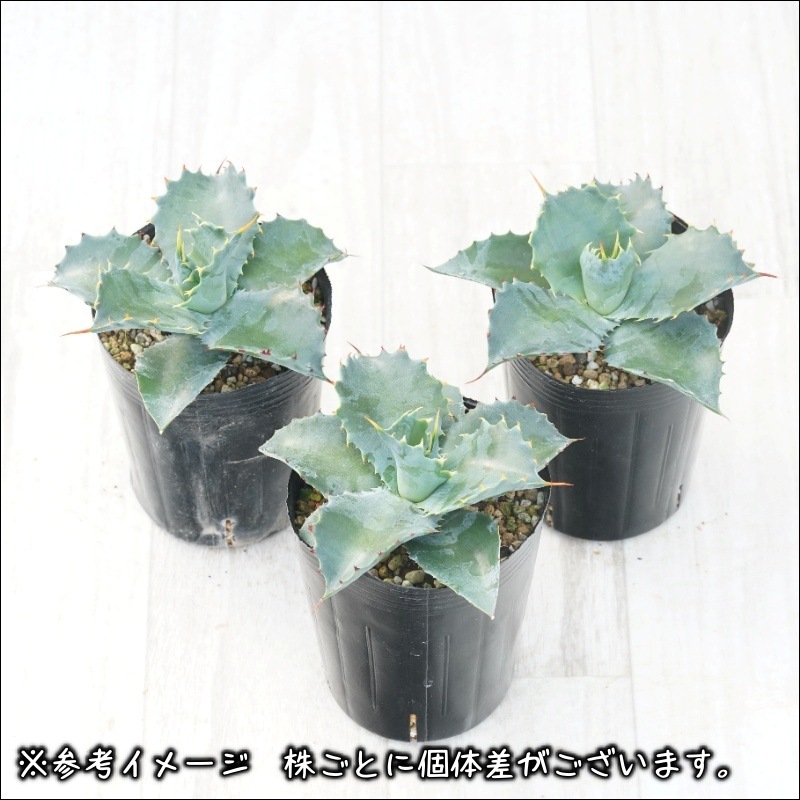 アガベ「インディゴ・フュージョン」※ハイブリッド 3号ロングポット