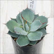 Ըʪե١ѥ꡼ȥ󥫡ꥯե륹ѥNo.100593