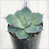 Ըʪե١ѥ꡼ȥ󥫡ꥯե륹ѥNo.100603