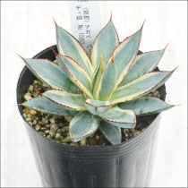 Ըʪե١СȥСǥӡNo.10082