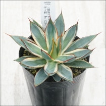 Ըʪե١СȥСǥӡNo.10084