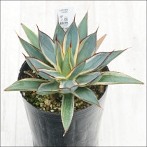 Ըʪե١СȥСǥӡNo.10085