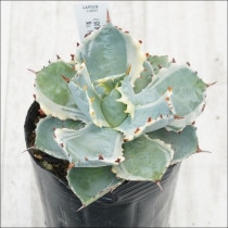 Ըʪե١֥ȥ˶ӡNo.10087