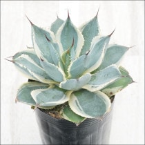 アガベ チタノタ シーザー 2特選子株 アガベ チタノタ シーザー caesar