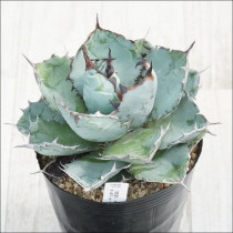 Ըʪե١Υ֥å֥롼˾No.101035