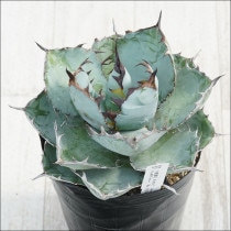 Ըʪե١Υ֥å֥롼˾No.101045