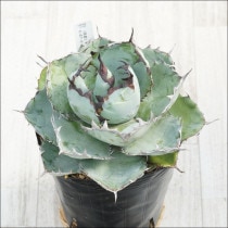 Ըʪե١Υ֥å֥롼˾No.101055