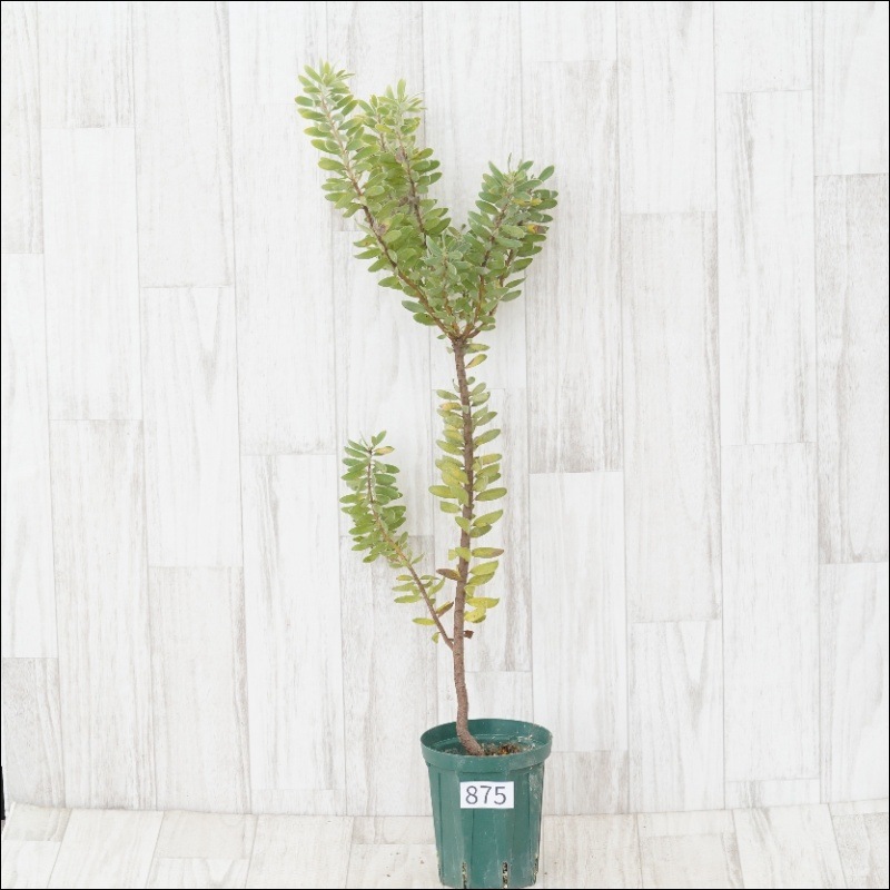 現物》リューカデンドロン プベッセンス No.875 4号 | | コアラ祭り