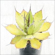 Ըʪե١ۥĶƥNo.10120