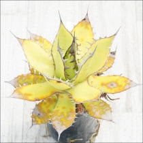 Ըʪե١ۥĶƥNo.10121