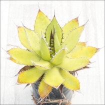 Ըʪե١ۥƥNo.10122