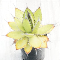 Ըʪե١ۥƥNo.10123