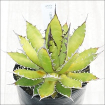 Ըʪե١ۥƥա˾No.10124