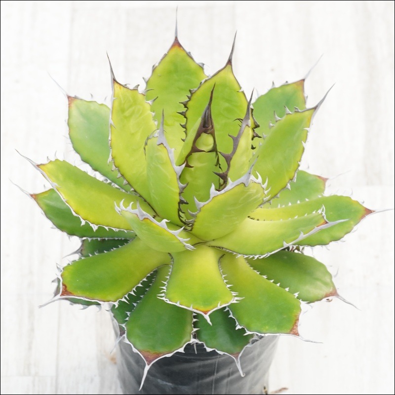 �Ը�ʪ�ե����١��ۥ�����֥饦����ۥ磻�ȥ��ѥ�����������No.10125������