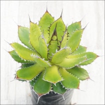 Ըʪե١ۥ֥饦ۥ磻ȥѥNo.10125