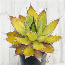 Ըʪե١ۥĶƥNo.10126