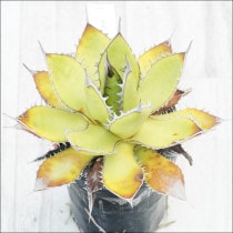 Ըʪե١ۥĶƥNo.10127