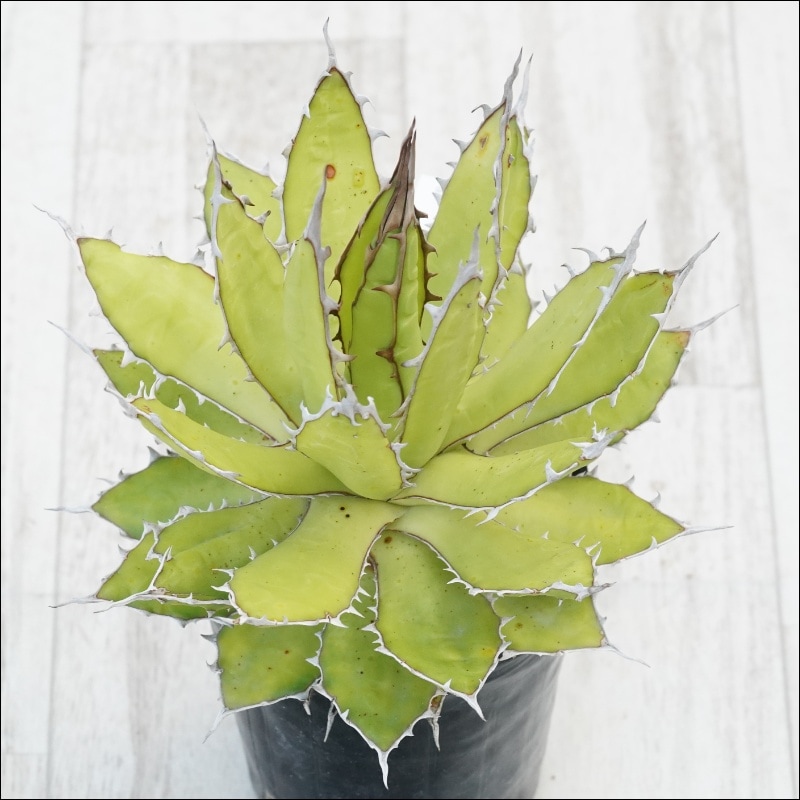 �Ը�ʪ�ե����١��ۥ��������ƥ��������ۥ磻�ȥ��ѥ�����������No.10128������