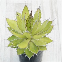 Ըʪե١ۥƥۥ磻ȥѥNo.10128