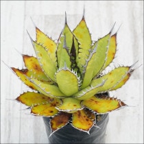 Ըʪե١ۥƥ֥饦ۥ磻ȥѥNo.10129