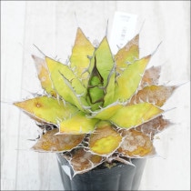 Ըʪե١ۥĶƥNo.10130