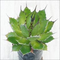 Ըʪե١ۥ֥åۥ磻ȥѥNo.10131