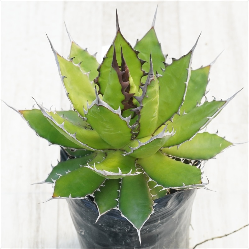 �Ը�ʪ�ե����١��ۥ�����۱ꡡ�֥饦�������С����ѥ�����������No.10132������