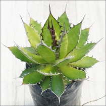 Ըʪե١ۥ۱ꡡ֥饦СѥNo.10132