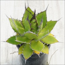 Ըʪե١ۥ۱ꡡ֥饦СѥNo.10133