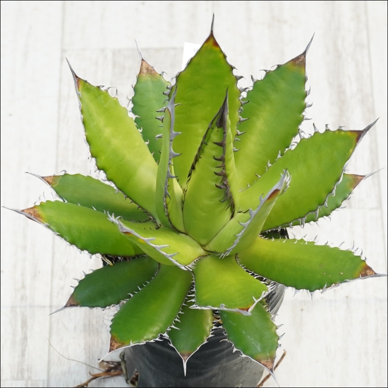 �Ը�ʪ�ե����١��ۥ�������㥳���������С����ѥ�����������No.10134������